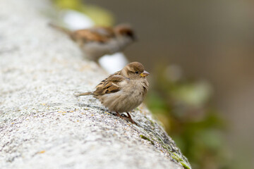 Gorrión común. Passer domesticus. Pardal. Hembra