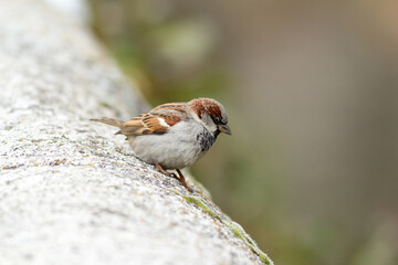 Gorrión común. Passer domesticus. Pardal. Macho