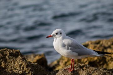 Fototapeta premium seagull by the autumn sea