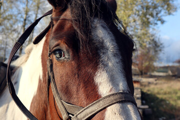 Fototapeta premium Eye of the horse, the harness on the head, close-up, side view