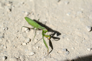 Mantis religiosa