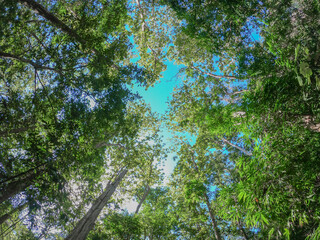 Forest trees with sunlight of nature