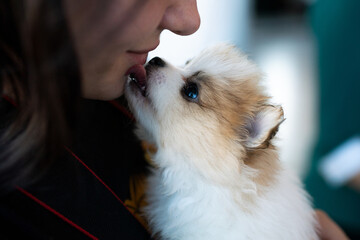 Cute Pomeranian puppy licks a woman's face. Concept: communication with a pet.