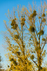 Baum im Herbst mit Misteln