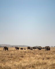 Group of elephants walking through the african savanna