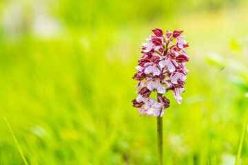 Flowers and vineyards on the hills of the Collio Friulano.