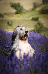 Bearded collie is sitting in levander. He looks so fluffy, he is so cute dog