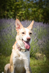 yellow mix breed dog is sitting in nature between roses and levander. She is so funny dog.