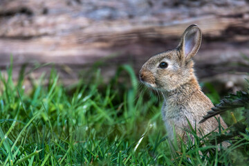 Wildkaninchen auf der Wiese.