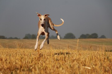 Obraz na płótnie Canvas funny brown galgo is jumping over a stubble field