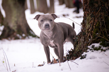 staffordshire bull terrier is standing under the pine in snow. he is so happy outside. Dogs in snow is nice view