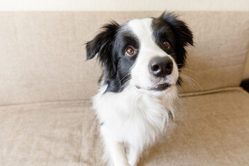 Funny portrait of cute puppy dog border collie on couch. New lovely member of family little dog looking happy and exited, playing at home indoors. Pet care and animals concept.