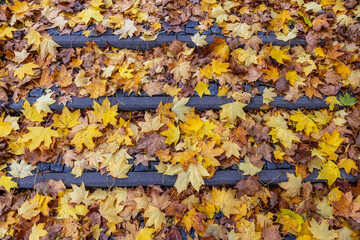 Autumnal orange and yellow leaves on the stairs in Mokotow Field park in Warsaw, capital of Poland