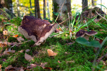 Close up of a scaly hedgehog, also called Sarcodon imbricatus or Habichtspilz