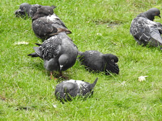 Pigeons on the grass