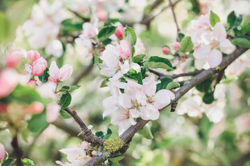 Pink flowers of apple tree in a spring fruit garden on a bright sunny day, soft focus