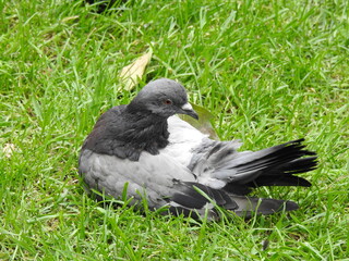 Pigeon on the grass