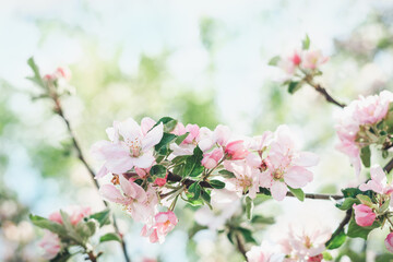 Apple tree branch with beautiful pink buds and flowers in spring orchard, soft focus