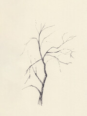 Hand drawn picture of tree on paper. Ink pen sketch drawing. Use for decoration, poster, card. Monochrome illustration. Autumn/winter tree silhouette. Use for Halloween card, garden shop decoration.