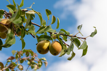 Ripe pears on a branch against the blue sky