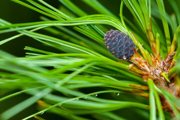 Young growing pine cone on a coniferous green branch