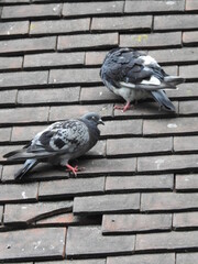 Two pigeons on the tiles of a sloping roof