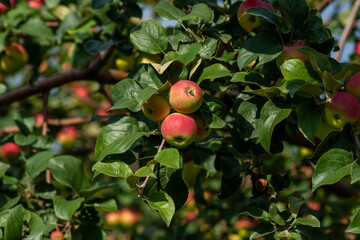 Red ripe apples on a branch on a sunny day. Selective focus