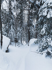 Winter forest, pine trees, fir trees and spruces in snow, snowy forest background