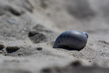 Sea snails on beach sand