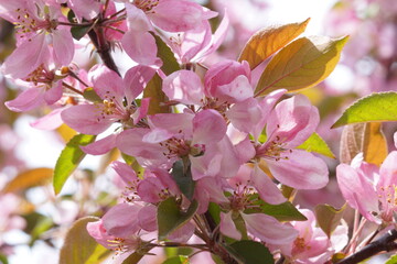 apple tree blossom