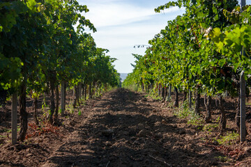 Fototapeta na wymiar Slender rows of vines extend into the sky to the horizon. Grape trellis, perspective view. Rows of grapes in the evening sun. The vines run in rows to the horizon