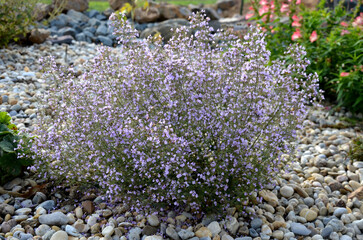 ornamental flower bed above the stone wall by the summer terrace. mulched by a duck. blooming bell...