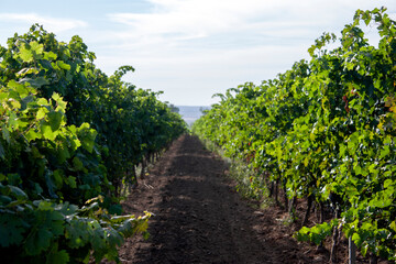 Fototapeta na wymiar Slender rows of vines extend into the sky to the horizon. Grape trellis, perspective view. Rows of grapes in the evening sun. The vines run in rows to the horizon