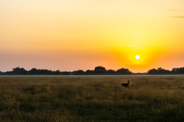 Sonnenaufgang im Naturschutzgebiet.