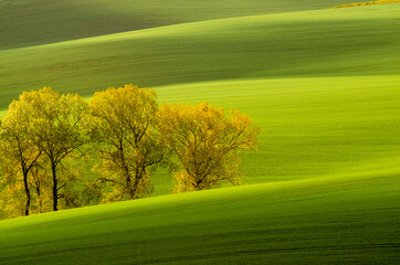 Fototapeta premium Zielone pola Morawy Południowe -Czeska Toskania