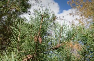 Scotch pine fruit and branches-2