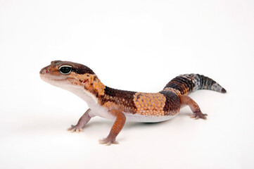 African fat-tailed gecko // Afrikanischer Fettschwanzgecko (Hemitheconyx caudicinctus)