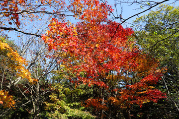 紅葉 赤い カラフル 美しい 秋