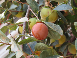 persimmon fruit on the tree