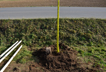 trees in the alley by the road. trees in a row are planted in a hole. the worker hand-gloved,...