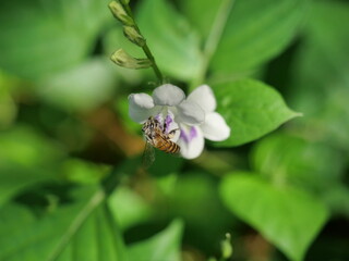 Honey Bee seeking nectar on white Chinese violet or coromandel or creeping foxglove ( Asystasia gangetica ) blossom in field with natural green background, White pollen dust on the insect's head