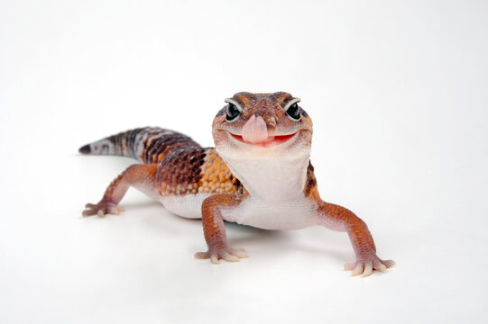 African fat-tailed gecko // Afrikanischer Fettschwanzgecko (Hemitheconyx caudicinctus)