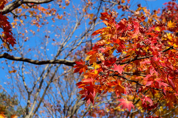 紅葉 秋 もみじ 紅葉狩り カラフル 空