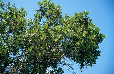 Laurel tree in the laurel forest, Madeira