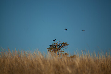 Bird in flight