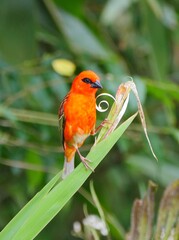 Red Fody bird perching on leaf