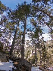 The Gaube Valley frozen path surrounded by rocky slope, spruce and pine trees, near the town of Cauterets in the Haute-Pyrénées department, France.