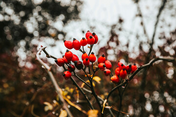 Red fruit in nature in autumn