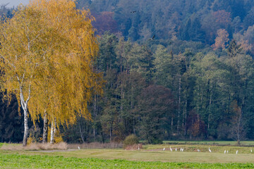 Silberreiher lebensraum