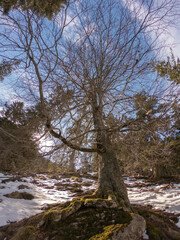 The Gaube Valley frozen path surrounded by rocky slope, spruce and pine trees, near the town of Cauterets in the Haute-Pyrénées department, France.